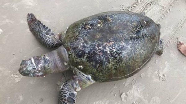 Sea turtle found dead after eating plastic waste