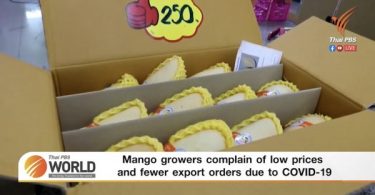 Mango growers complain of low prices and fewer export orders due to COVID-19 – Thai PBS World Tonight [22nd March 2021]