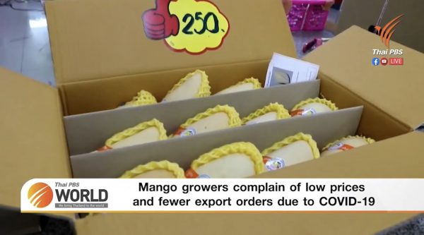 Mango growers complain of low prices and fewer export orders due to COVID-19 – Thai PBS World Tonight [22nd March 2021]