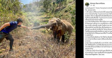“หมอล็อต” โพสต์ภาพประทับใจ เจอช้างป่าที่เคยรักษา ผ่านมา 12 ปี ยังจำกันได้