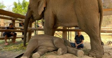 Five elephants fall sick after eating grass laced with Paraquat weed killer