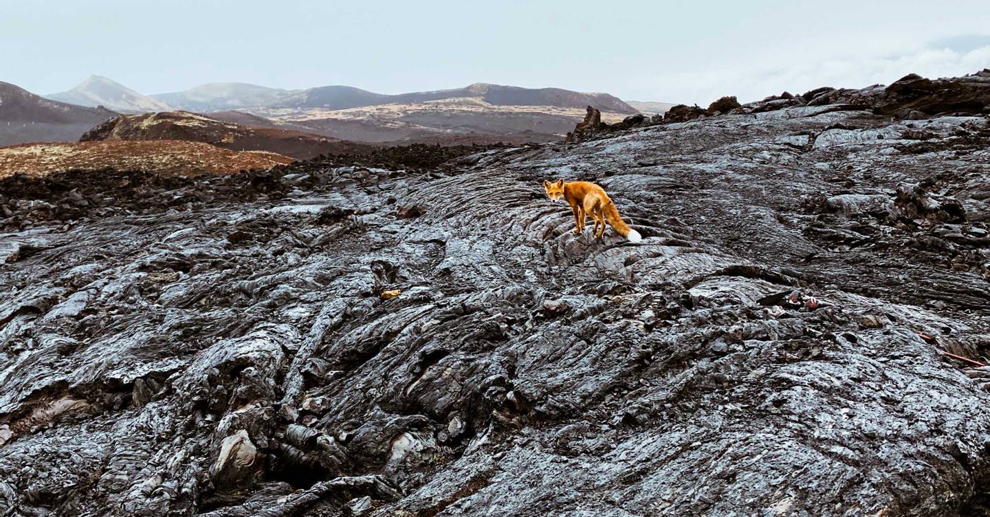 Sony World Photography Awards 2021