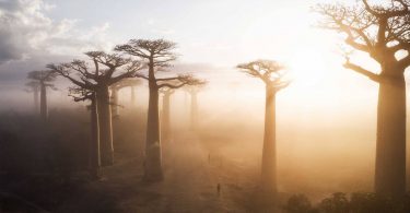 25 of the most amazing trees in the world