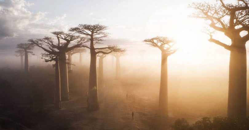 25 of the most amazing trees in the world