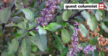กะเพรา ทำไมภาษาอังกฤษถึงเรียก Holy Basil เหตุใดถึงเป็นพืชศักดิ์สิทธิ์