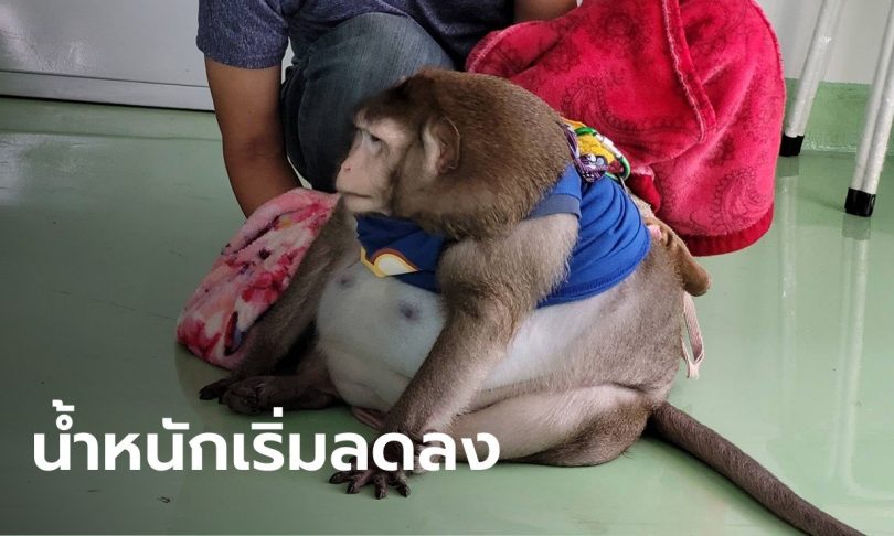 แจงดราม่าพราก “ก็อตซิลล่า” ลิงแสมอ้วนจากเจ้าของ พร้อมเผยน้ำหนักล่าสุด