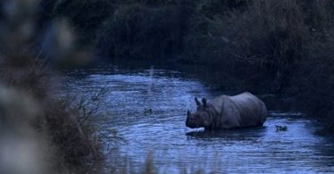Rhino population in Nepal grows in conservation boost