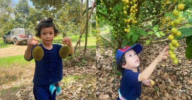 โอ้โห “น้องโพธิ์” ลูกชาคริต-แอน พาลุยอาณาจักร 40 ไร่จันทบุรี เก็บผลผลิตอลังการจริงๆ