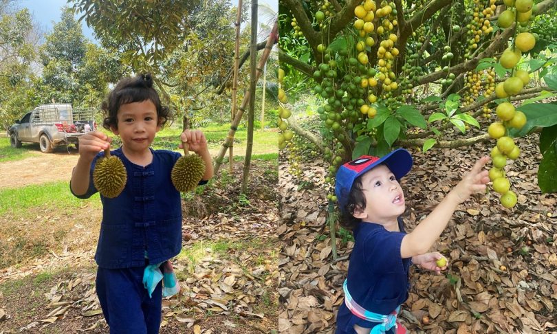 โอ้โห “น้องโพธิ์” ลูกชาคริต-แอน พาลุยอาณาจักร 40 ไร่จันทบุรี เก็บผลผลิตอลังการจริงๆ