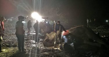 3 elephants killed by a falling Ta Khian tree in Chiang Mai during freak storm