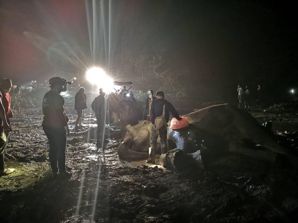 3 elephants killed by a falling Ta Khian tree in Chiang Mai during freak storm