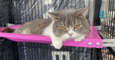 Six furry friends seized in drug raid up for auction