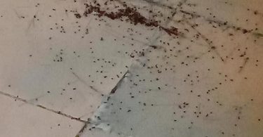 กองทัพ “เห็บหมา” บุกห้อง แม่ลูกอ่อนถูกกัดแผลพุพองทั้งขา ฉีดยาฆ่า 3 รอบไม่หมด
