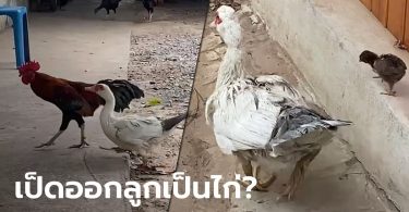 คู่รักต่างสายพันธุ์ ไก่ตัวผู้ผสมพันธุ์กับเป็ดตัวเมีย ออกไข่ 22 ฟอง มี 2 ตัว เป็นไก่
