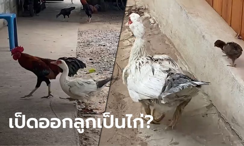 คู่รักต่างสายพันธุ์ ไก่ตัวผู้ผสมพันธุ์กับเป็ดตัวเมีย ออกไข่ 22 ฟอง มี 2 ตัว เป็นไก่