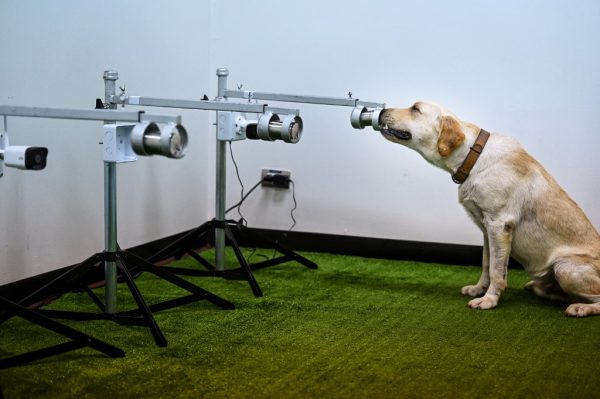 Dogs can detect SARS-CoV-2 | Thai PBS World : The latest Thai news in English, News Headlines, World News and News Broadcasts in both Thai and English. We bring Thailand to the world