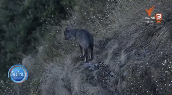 Two rare wildlife species sighted in Doi Inthanon national park