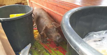 จับสึก “พระหนูที” ขับรถตู้พาม้า-หมูป่าออกบิณฑบาต พระทารุณกรรมสัตว์ในตำนาน