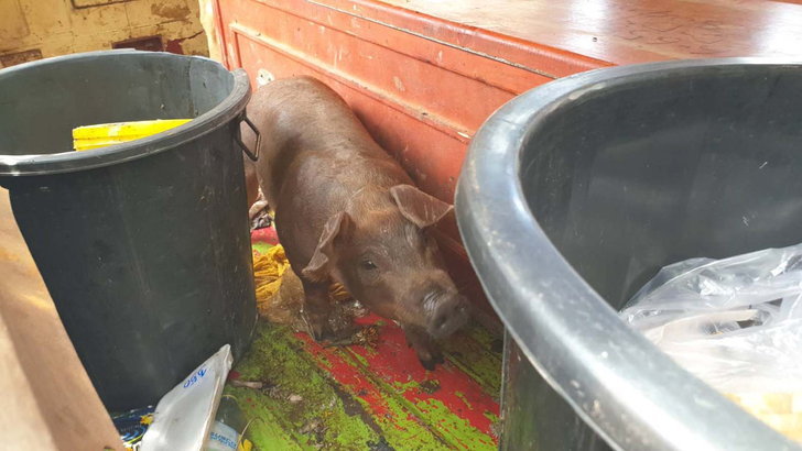 จับสึก “พระหนูที” ขับรถตู้พาม้า-หมูป่าออกบิณฑบาต พระทารุณกรรมสัตว์ในตำนาน