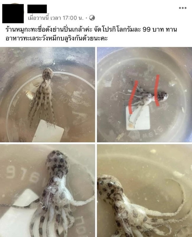 ลูกค้าช็อก! เจอ “หมึกบลูริง” จากโปรร้านหมูกระทะชื่อดัง กิโลกรัมละ 99 บาท