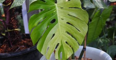 โซเชียลฮือฮา “มอนสเตอร่ามิ้นต์ด่าง” หายากมาก ลูกค้าทุ่มเงินซื้อราคา 1.4 ล้านบาท