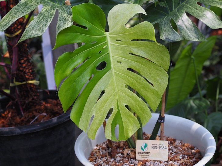 โซเชียลฮือฮา “มอนสเตอร่ามิ้นต์ด่าง” หายากมาก ลูกค้าทุ่มเงินซื้อราคา 1.4 ล้านบาท