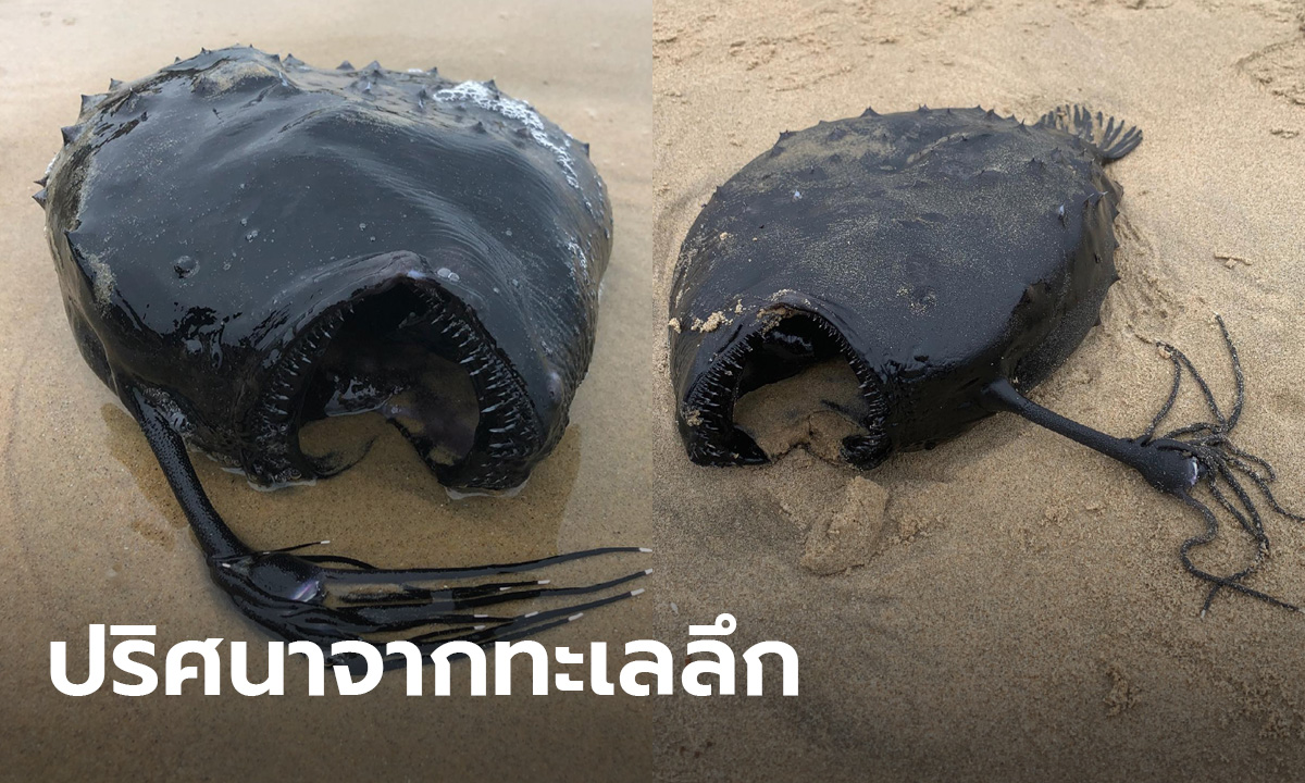 ฮือฮา! พบปลาทะเลลึก 1,000 เมตร สุดหายาก เกยตื้นปริศนาริมหาดสหรัฐ
