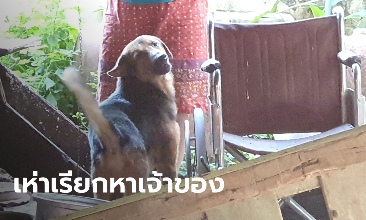 ยายวัย 62 ดับปริศนาคาบ้าน สุดงงหมาคู่ใจตายด้วย นอนนิ่งหลายชั่วโมง จู่ๆ ฟื้นมาเห่า