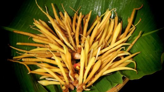 Mahidol U denies any connection to claims that Fingerroot halts spread of COVID-19 in humans