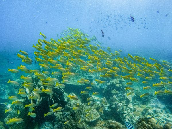 Marine life near Thailand’s Koh Chang thrives amid decline in tourism