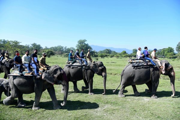 Elephants in India tested for coronavirus after rare lion’s death