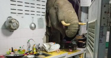 Image of wild elephant poking its head into Hua Hin kitchen becomes a meme