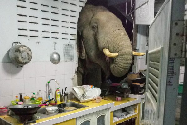 Image of wild elephant poking its head into Hua Hin kitchen becomes a meme