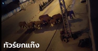 ไปไหนกัน? ช้างป่าโขลงใหญ่ 15 ตัว ออกจากป่าไกล 500 กม. มุ่งหน้าเข้าเมืองไม่ยอมหยุด