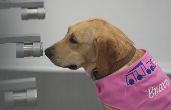 Woof woof: Thailand’s virus sniffer dogs to detect COVID19 in communities