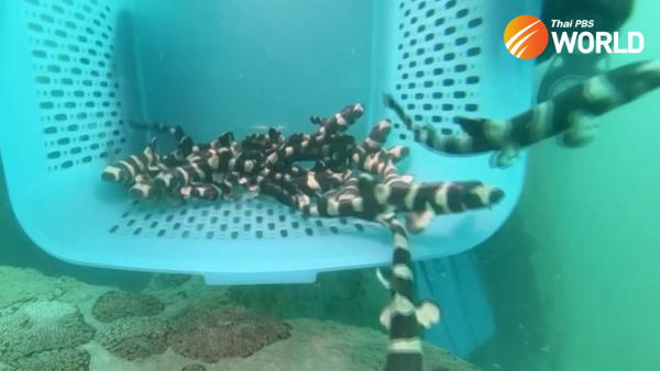 Thai researchers breed and release endangered bamboo sharks to the ocean