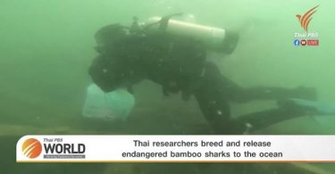 Thai researchers breed and release endangered bamboo sharks to the ocean – Thai PBS World Tonight [7th June 2021]