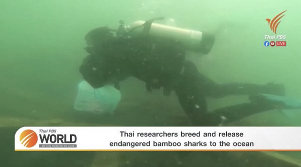 Thai researchers breed and release endangered bamboo sharks to the ocean – Thai PBS World Tonight [7th June 2021]