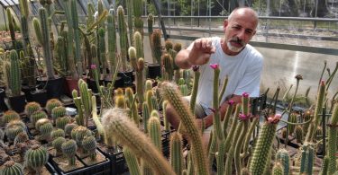 Rare poached cacti found in Italy sent home to native Chile Adriatic Europol Italy Thailand Japan