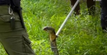 4m king cobra, another cobra captured by snake hunters in Trang province