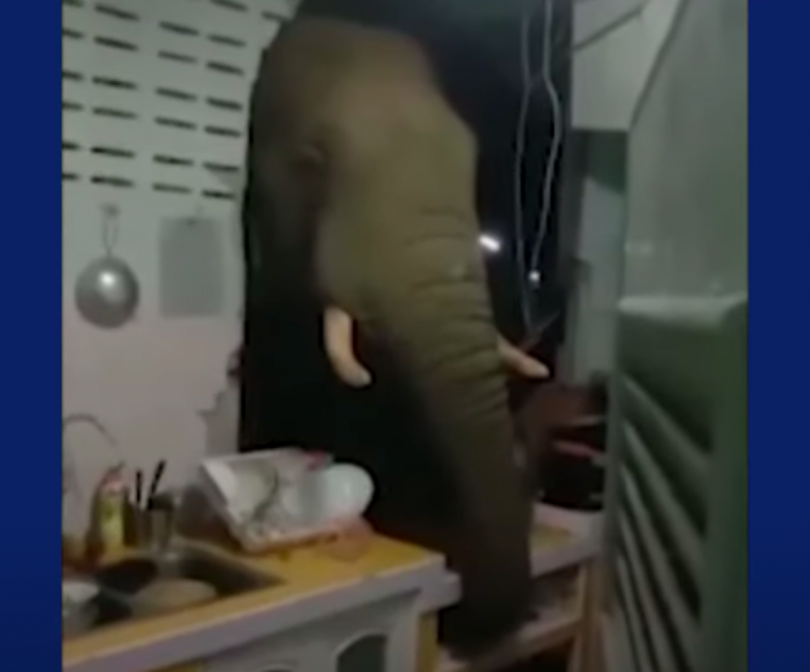 Hungry elephant smashes kitchen wall to rummage for snacks in Thailand home