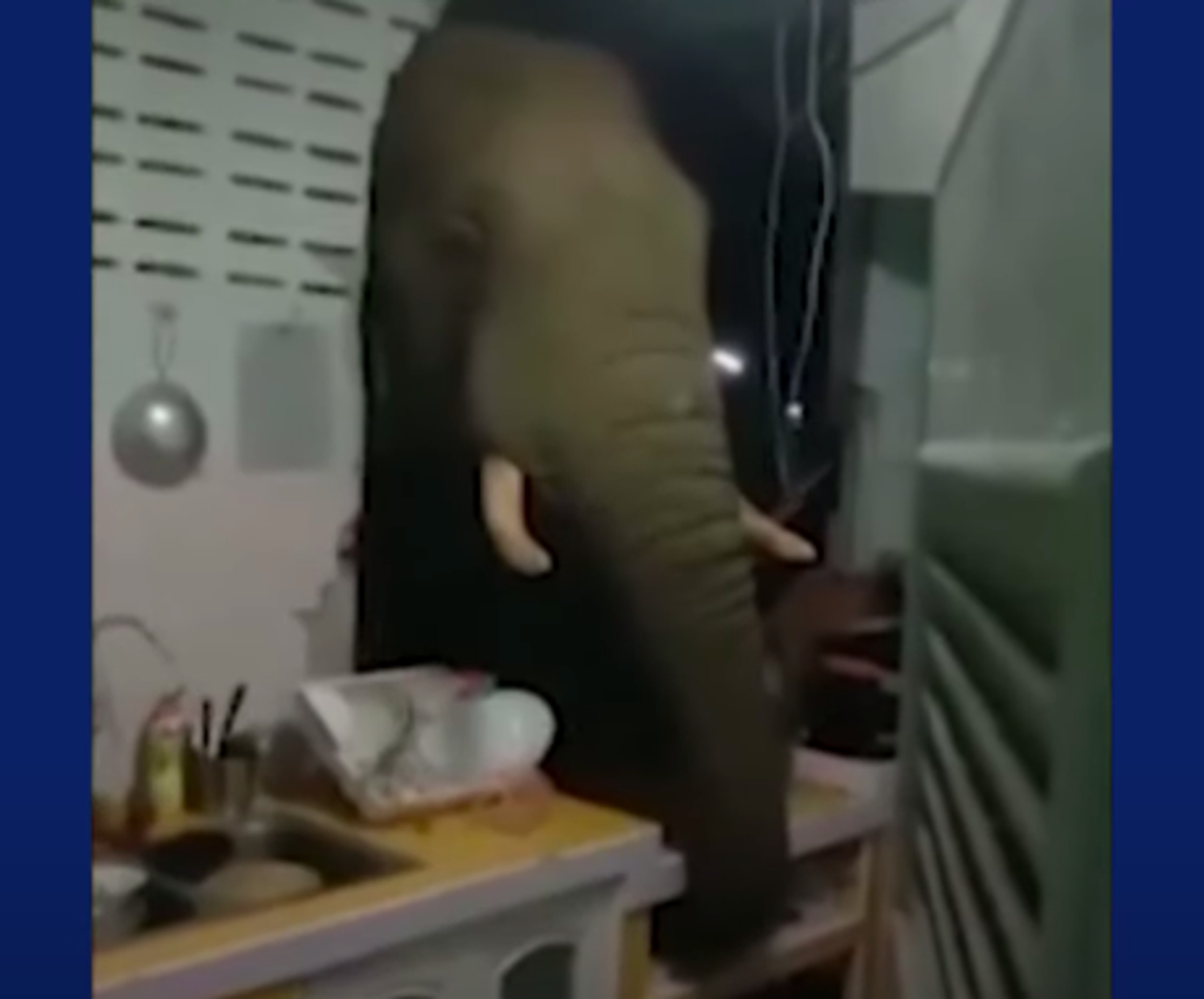 Hungry elephant smashes kitchen wall to rummage for snacks in Thailand home