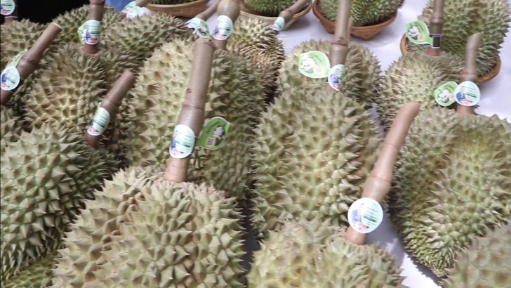 นักธุรกิจใจบุญ บุกสวนทุเรียนเมืองนนท์ ตัดทุเรียน 300 กว่าลูก มูลค่ากว่า 1 ล้านบาท