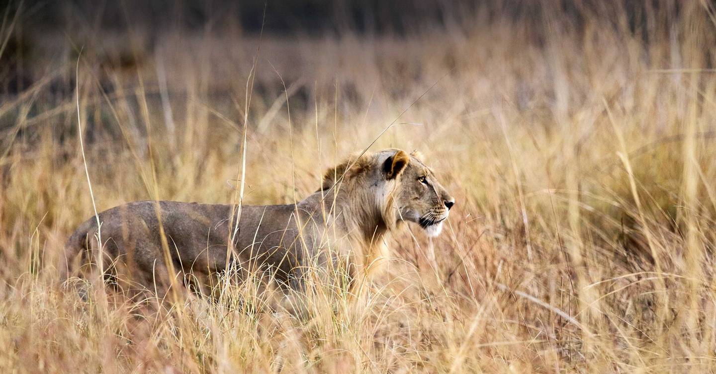 Why safari lovers should head to West Africa