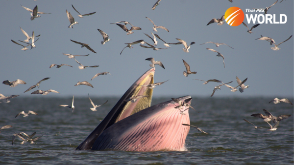 Where There’s a Will, there’s a Whale