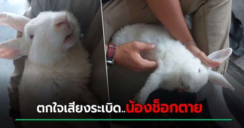 โรงงานกิ่งแก้วระเบิด สนั่นหวั่นไหว เจ้าของบ้านเศร้า กระต่าย ตกใจช็อกตายหมดบ้าน