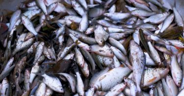 Fisheries Department bans 13 alien aquatic species in Thailand