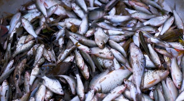 Fisheries Department bans 13 alien aquatic species in Thailand