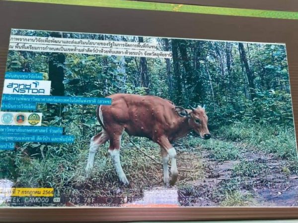 Suspected Lumpy Skin Disease found near Huai Kha Khaeng wildlife sanctuary