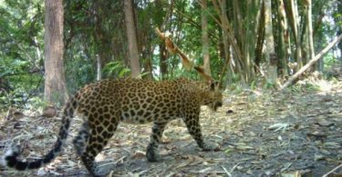 More tigers found in Thailand’s nature, as world marks International Tiger Day Thursday
